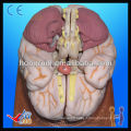 Advanced anatomical human 3d brain model